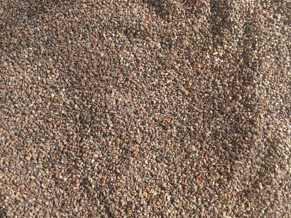 <a href='http://fscangbo.com/guoshuzhongzi/2008.html' target='_blank'>杜梨種子</a>