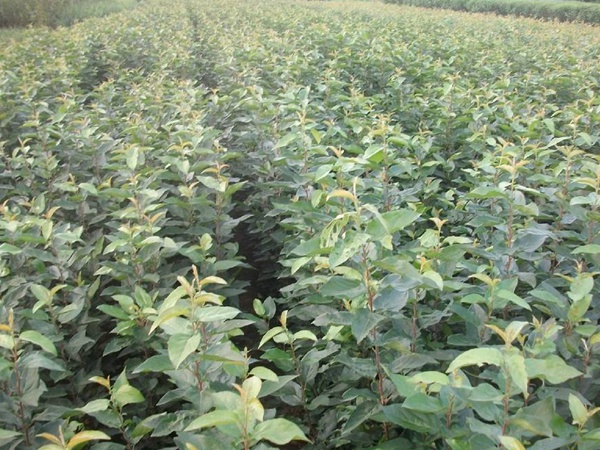 <a href='http://fscangbo.com/guoshuzhongzi/2008.html' target='_blank'>杜梨</a>