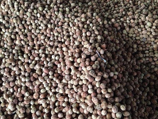 <a href='http://fscangbo.com/guoshuzhongzi/2187.html' target='_blank'>楊梅</a><a href='http://fscangbo.com/' target='_blank'>種子</a>