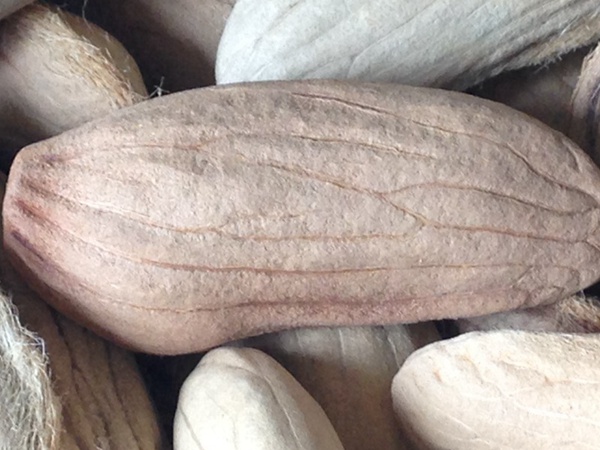 <a href='http://fscangbo.com/guoshuzhongzi/2182.html' target='_blank'>芒果種子</a>