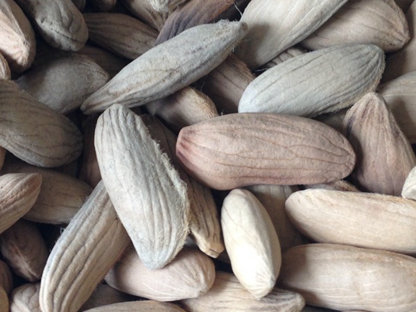 <a href='http://fscangbo.com/guoshuzhongzi/2182.html' target='_blank'>芒果</a><a href='http://fscangbo.com/' target='_blank'>種子</a>