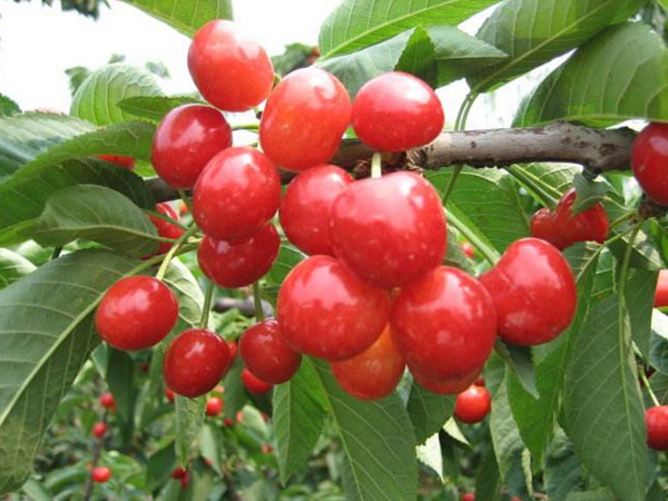 <a href='http://fscangbo.com/guoshuzhongzi/1888.html' target='_blank'>櫻桃</a>