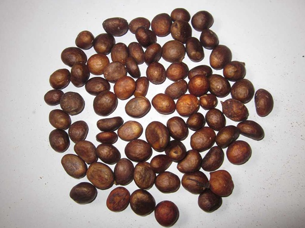 <a href='http://fscangbo.com/guoshuzhongzi/1886.html' target='_blank'>枇杷種子</a>