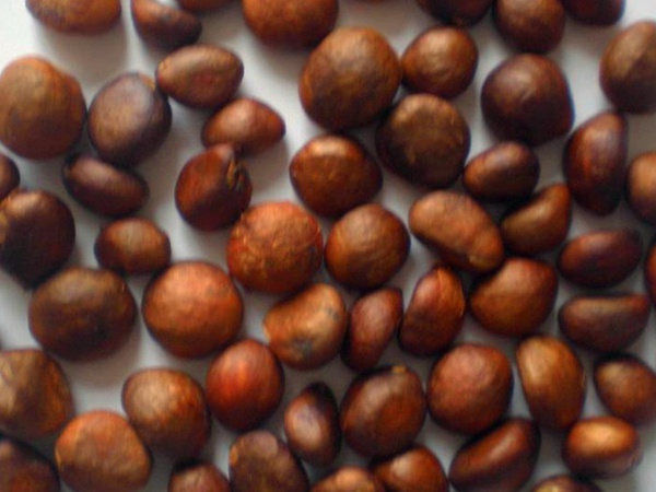 枇杷<a href='http://fscangbo.com/' target='_blank'>種子</a>