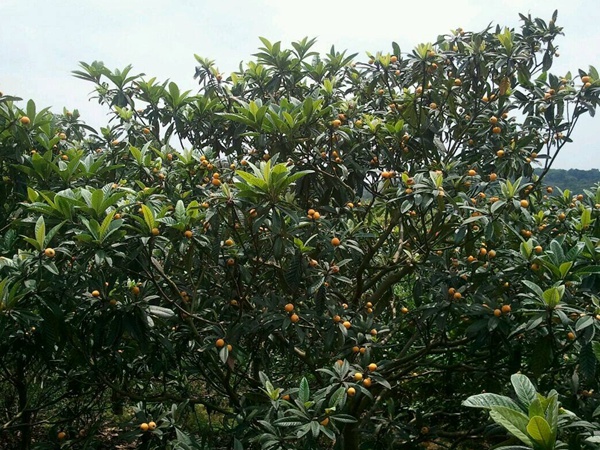 <a href='http://fscangbo.com/guoshuzhongzi/1886.html' target='_blank'>枇杷種子</a>