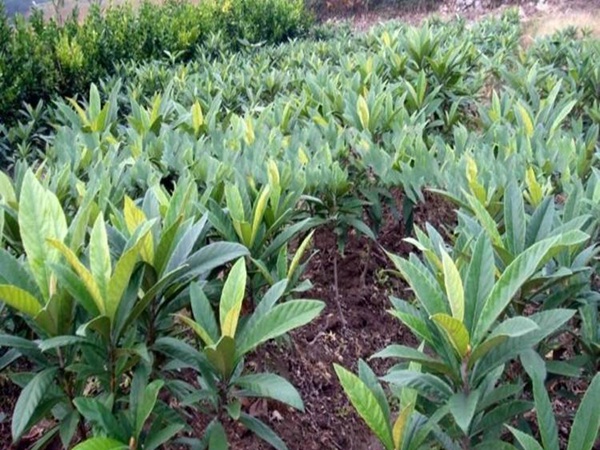 枇杷<a href='http://fscangbo.com/' target='_blank'>種子</a>