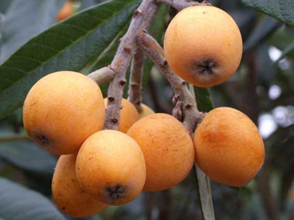 枇杷<a href='http://fscangbo.com/' target='_blank'>種子</a>