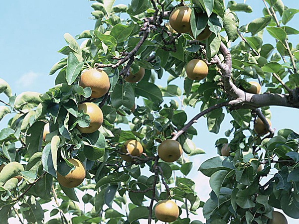 梨樹(shù) 梨樹(shù)