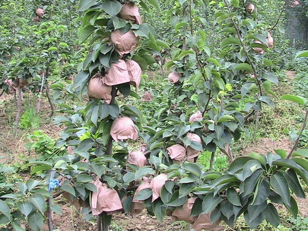 梨樹(shù) 梨樹(shù)