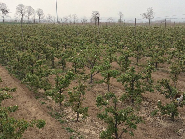 梨樹(shù) 梨樹(shù)