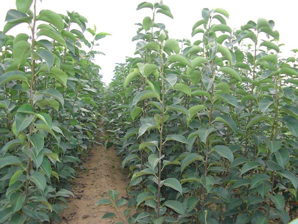 <a href='http://fscangbo.com/guoshuzhongzi/1881.html' target='_blank'>梨樹(shù)</a> <a href='http://fscangbo.com/guoshuzhongzi/1881.html' target='_blank'>梨樹(shù)</a>