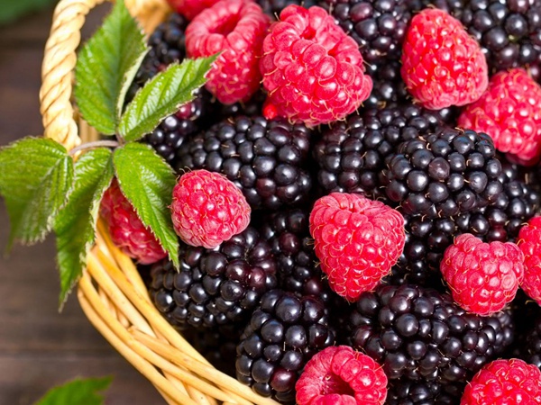 <a href='http://fscangbo.com/guoshuzhongzi/1876.html' target='_blank'>樹(shù)莓</a>