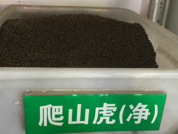 <a href='http://fscangbo.com/linmuzhongzi/2193.html' target='_blank'>爬山虎種子</a>