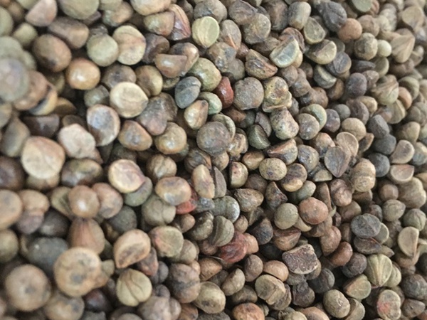 <a href='http://fscangbo.com/linmuzhongzi/2193.html' target='_blank'>爬山虎</a><a href='http://fscangbo.com/' target='_blank'>種子</a>