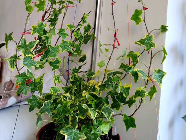 <a href='http://fscangbo.com/linmuzhongzi/2191.html' target='_blank'>常春藤</a>