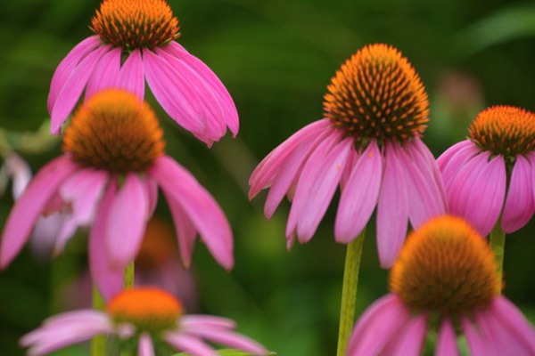 <a href='http://fscangbo.com/caohuazhongzi/16047.html' target='_blank'>松果菊</a>