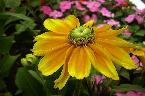 <a href='http://fscangbo.com/caohuazhongzi/16049.html' target='_blank'>金光菊</a>