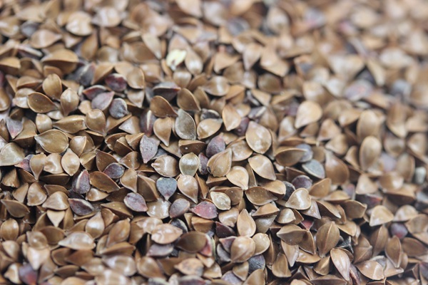 <a href='http://fscangbo.com/mucaozhongzi/16296.html' target='_blank'>魯梅克斯種子</a>