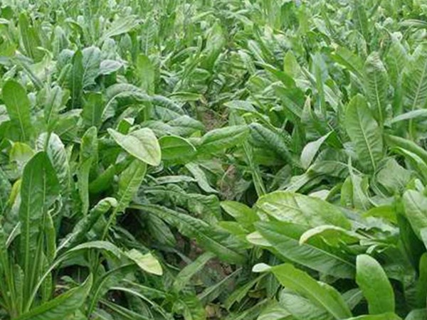 <a href='http://fscangbo.com/mucaozhongzi/16296.html' target='_blank'>魯梅克斯</a>