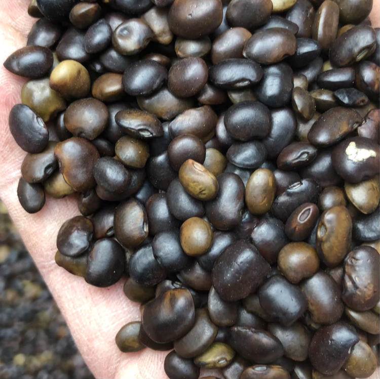 <a href='http://fscangbo.com/linmuzhongzi/1841.html' target='_blank'>國槐</a><a href='http://fscangbo.com/' target='_blank'>種子</a>槐樹籽