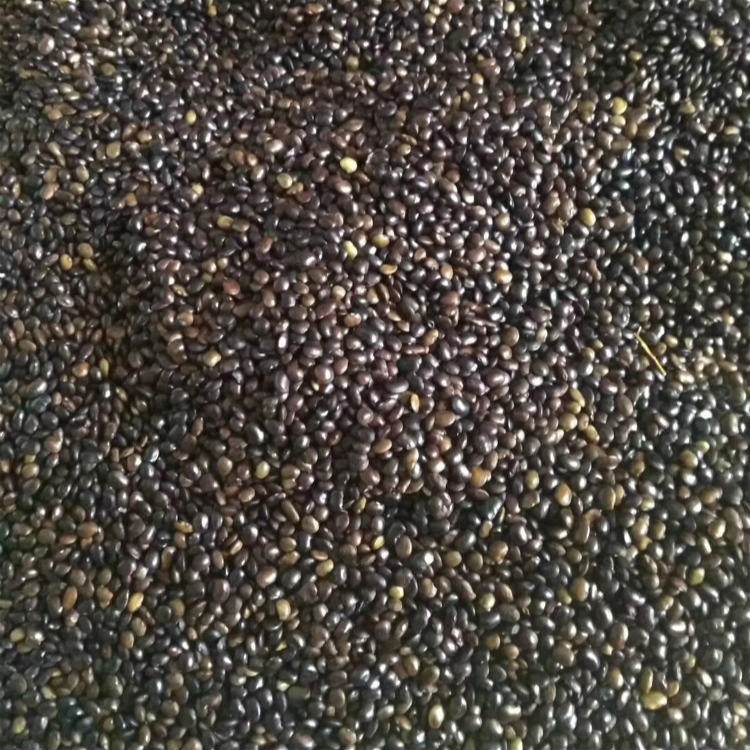 <a href='http://fscangbo.com/linmuzhongzi/1841.html' target='_blank'>國槐種子</a>槐樹籽