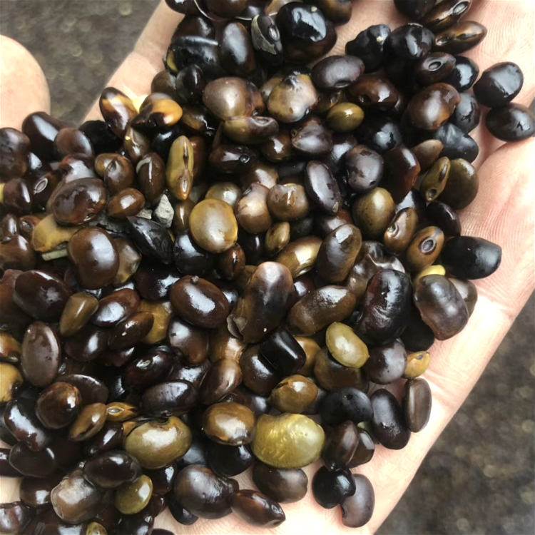 國槐<a href='http://fscangbo.com/' target='_blank'>種子</a>槐樹籽