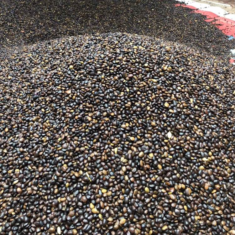 國槐<a href='http://fscangbo.com/' target='_blank'>種子</a>槐樹籽