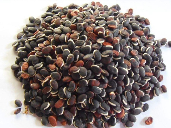 <a href='http://fscangbo.com/mucaozhongzi/23270.html' target='_blank'>拉巴豆</a><a href='http://fscangbo.com/' target='_blank'>種子</a>