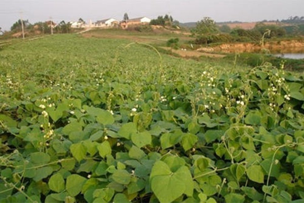 <a href='http://fscangbo.com/mucaozhongzi/23270.html' target='_blank'>拉巴豆</a><a href='http://fscangbo.com/' target='_blank'>種子</a>