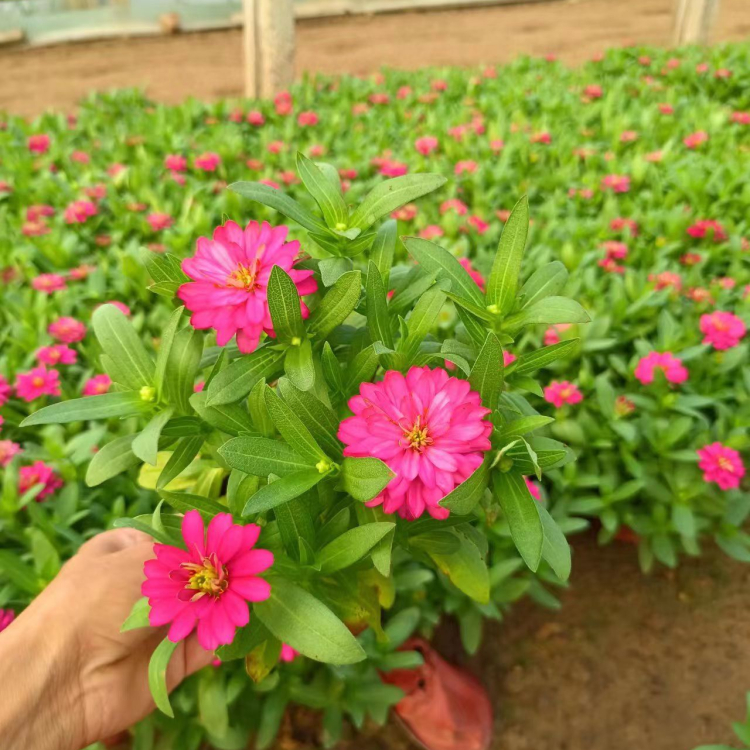 <a href='http://fscangbo.com/caohuazhongzi/1020.html' target='_blank'>百日草</a>