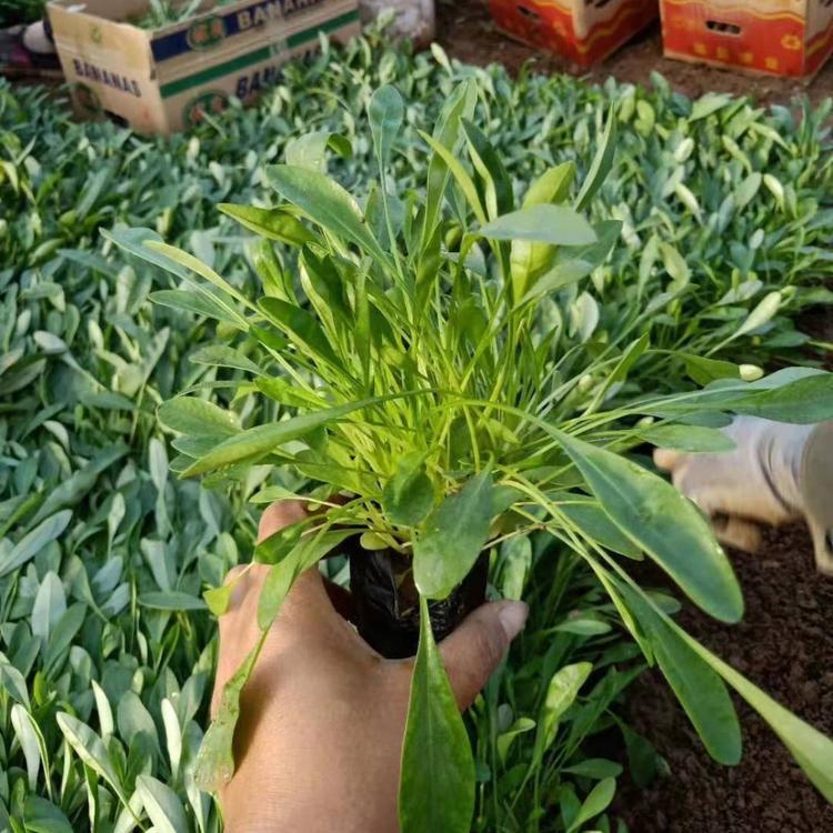 <a href='http://fscangbo.com/caohuazhongzi/1568.html' target='_blank'>金雞菊</a>