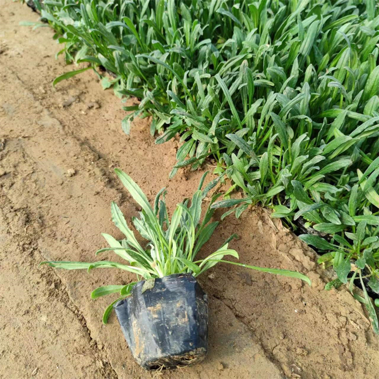 <a href='http://fscangbo.com/caohuazhongzi/1624.html' target='_blank'>矢車菊</a>