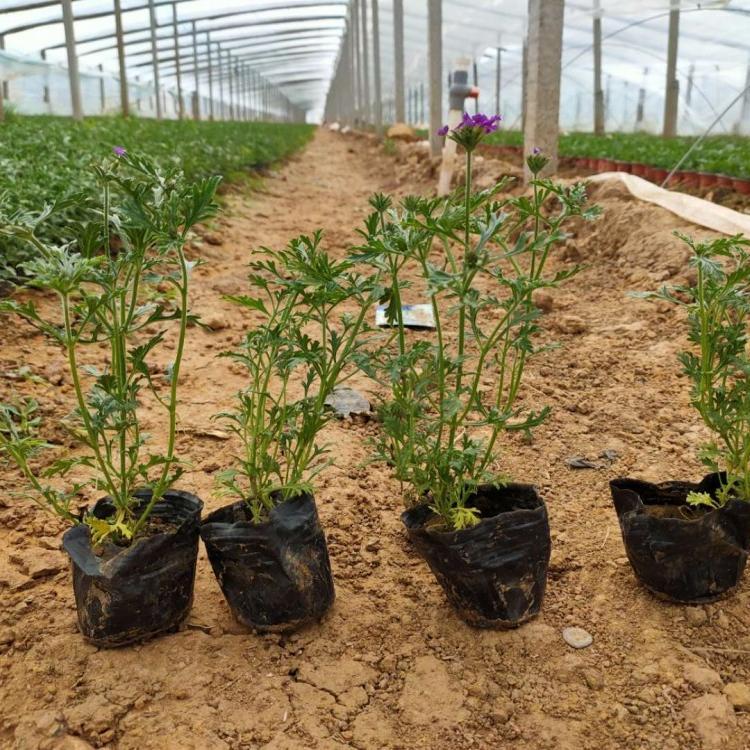 <a href='http://fscangbo.com/caohuazhongzi/1600.html' target='_blank'>美女櫻</a>