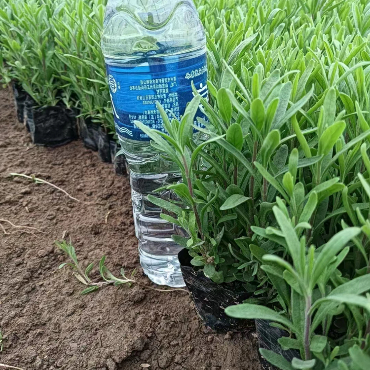 <a href='http://fscangbo.com/caohuazhongzi/1645.html' target='_blank'>薰衣草</a>苗