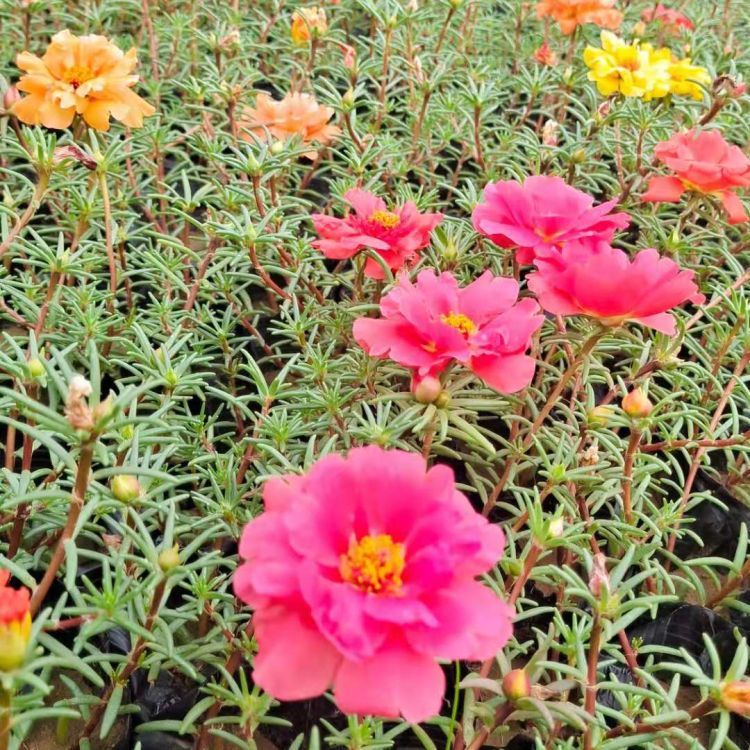 <a href='http://fscangbo.com/caohuazhongzi/16045.html' target='_blank'>太陽花</a>