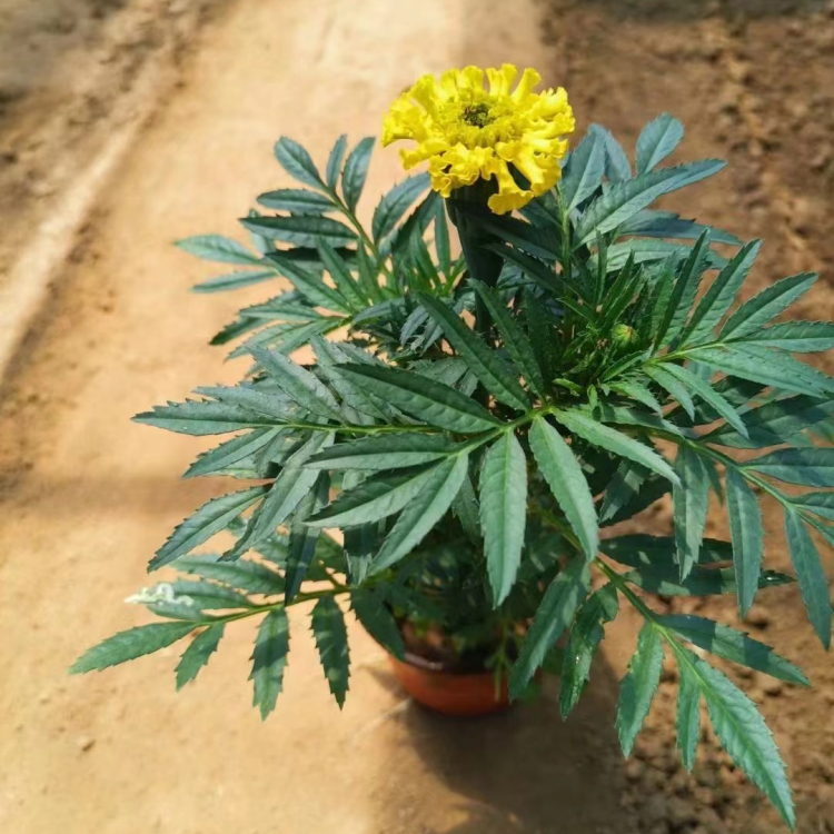 <a href='http://fscangbo.com/caohuazhongzi/1631.html' target='_blank'>萬壽菊</a>