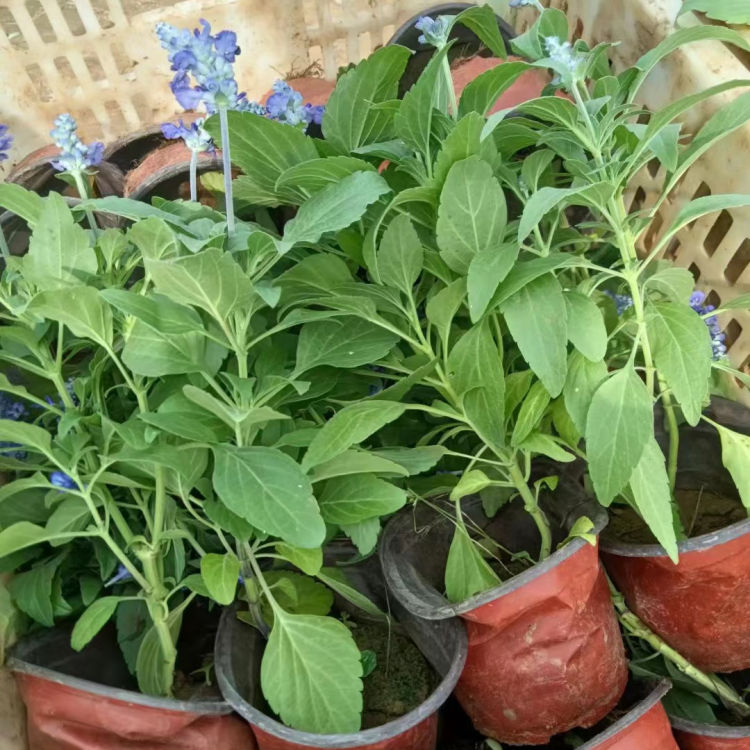 <a href='http://fscangbo.com/caohuazhongzi/1626.html' target='_blank'>鼠尾草</a>