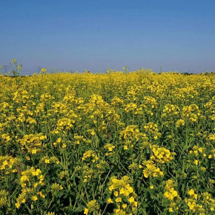 <a href='http://fscangbo.com/caohuazhongzi/17855.html' target='_blank'>油菜</a>花