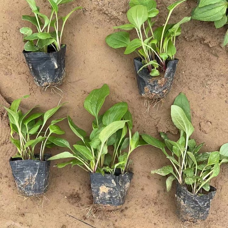 <a href='http://fscangbo.com/caohuazhongzi/16047.html' target='_blank'>松果菊</a>