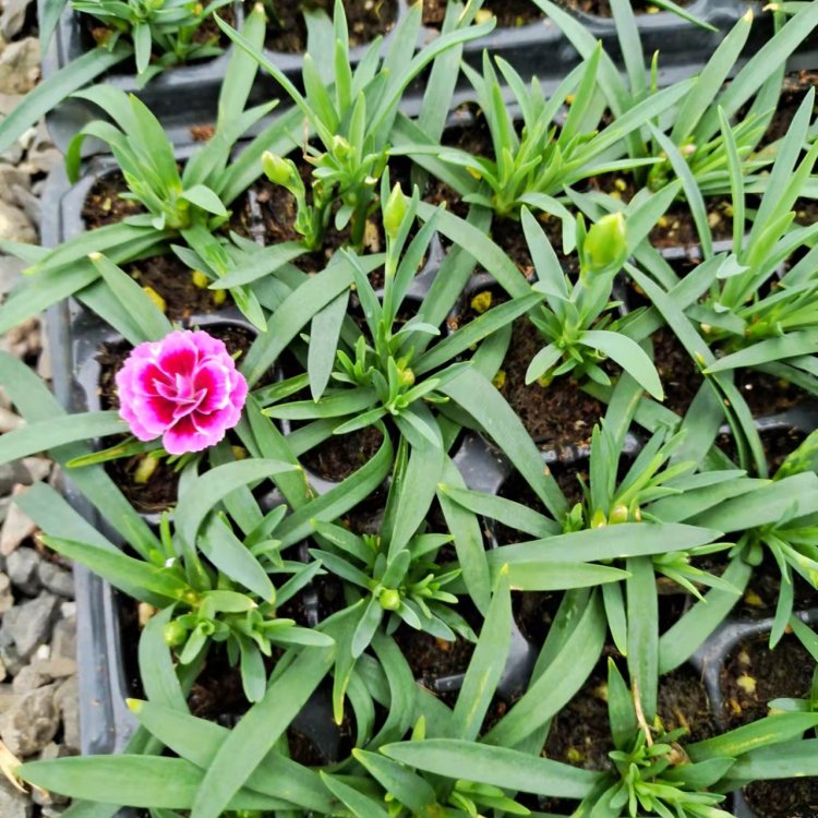 <a href='http://fscangbo.com/caohuazhongzi/1574.html' target='_blank'>康乃馨</a>