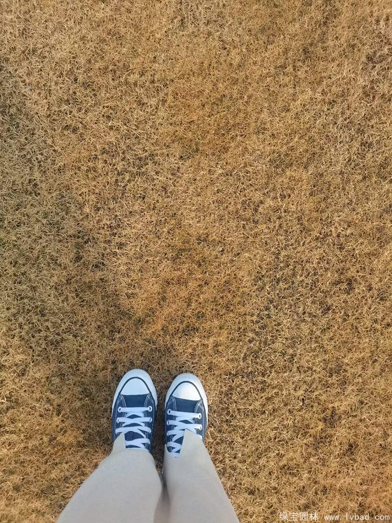 冬季的狗牙根草坪休眠枯黃期 冬季的狗牙根草坪休眠枯黃期