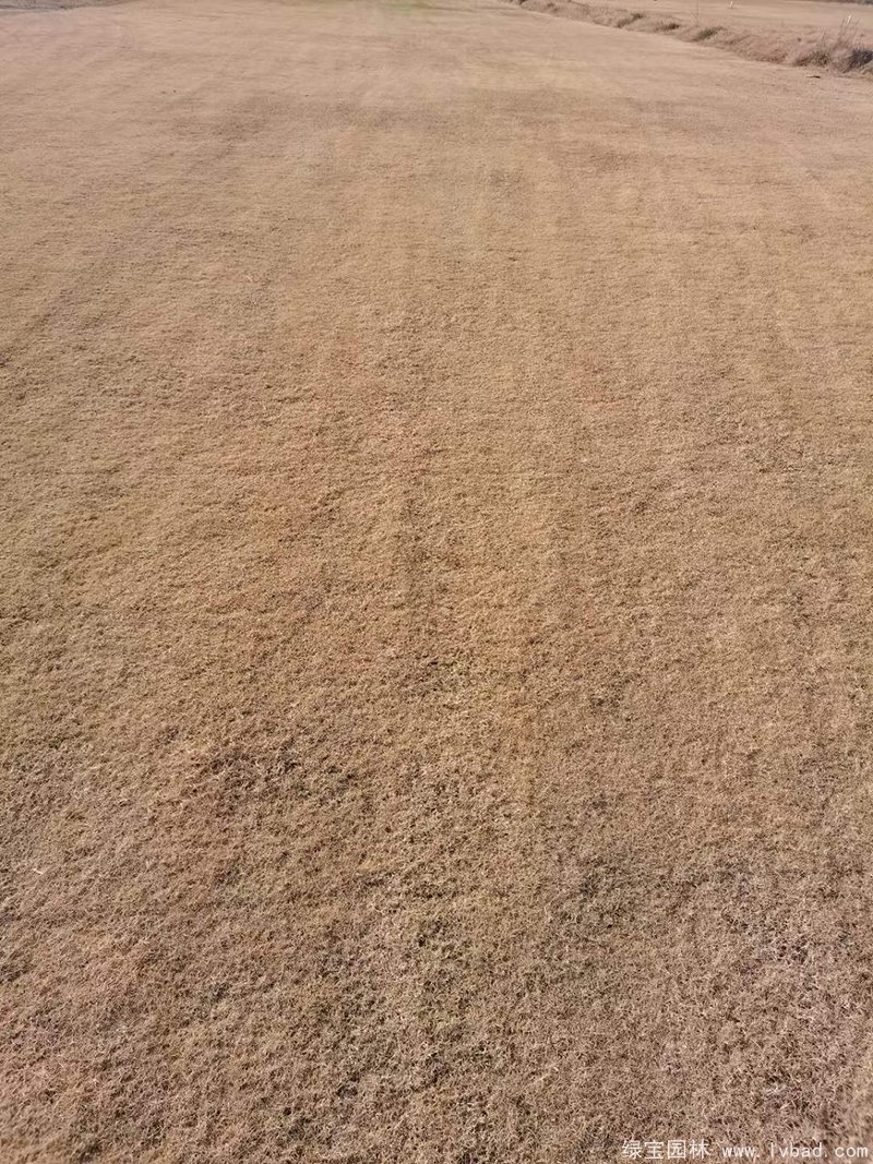 冬季的狗牙根草坪休眠枯黃期 冬季的狗牙根草坪休眠枯黃期
