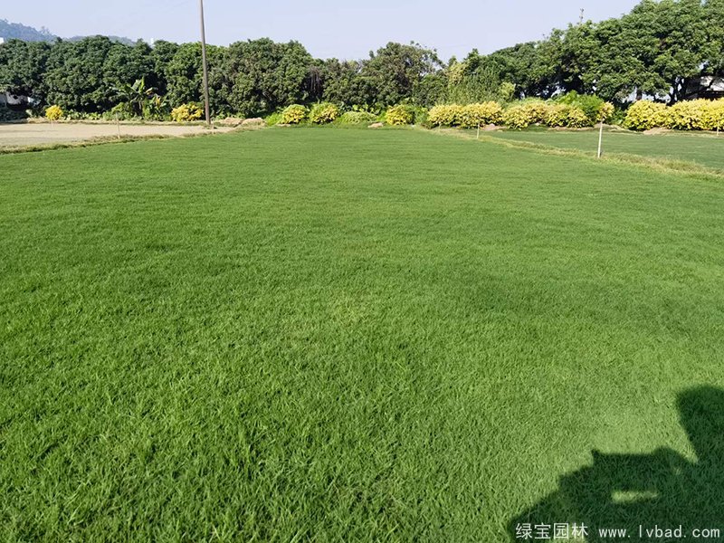 狗牙根草坪 狗牙根草坪