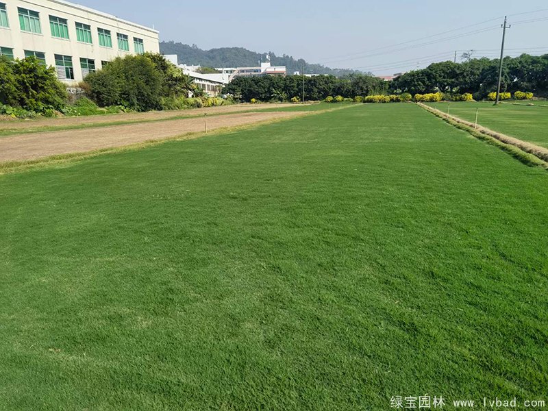 狗牙根草坪 狗牙根草坪