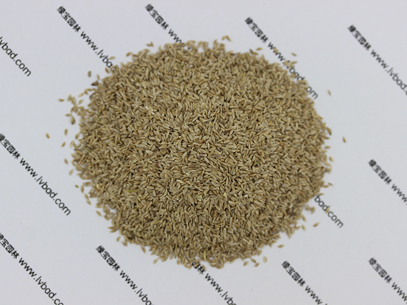 狗牙根種子圖片 狗牙根種子圖片