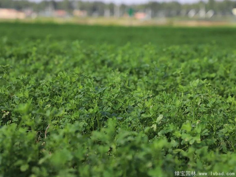 紫花<a href='http://fscangbo.com/mucaozhongzi/5.html' target='_blank'>苜蓿</a>種植農(nóng)場(chǎng)