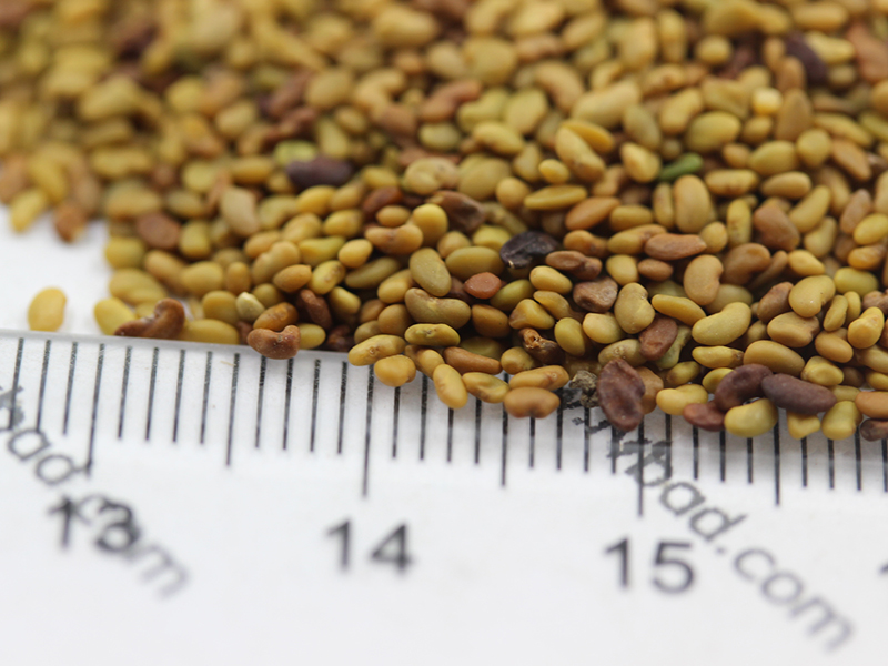 紫花苜蓿<a href='http://fscangbo.com/' target='_blank'>種子</a>