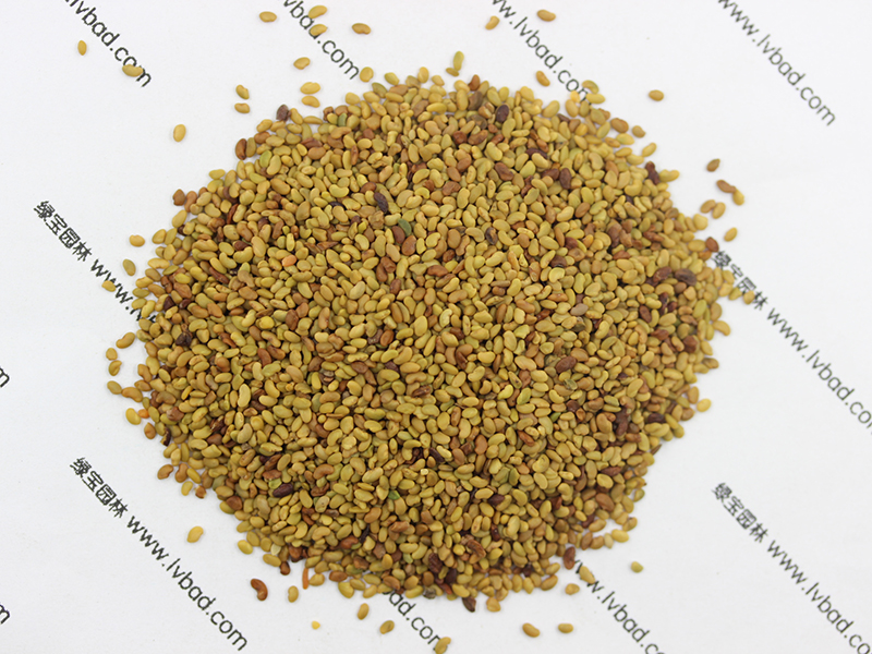 紫花<a href='http://fscangbo.com/mucaozhongzi/5.html' target='_blank'>苜蓿</a><a href='http://fscangbo.com/' target='_blank'>種子</a>