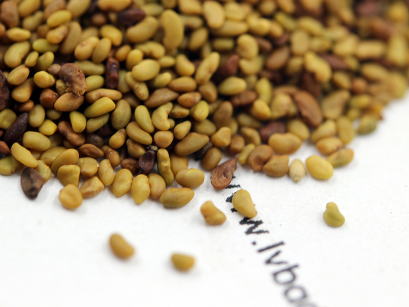 紫花<a href='http://fscangbo.com/mucaozhongzi/5.html' target='_blank'>苜蓿種子</a>