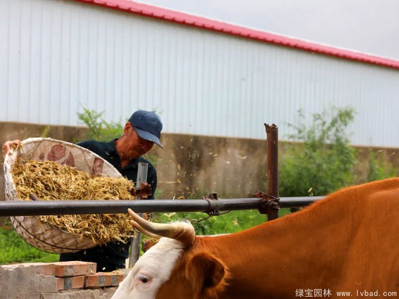 紫花<a href='http://fscangbo.com/mucaozhongzi/5.html' target='_blank'>苜蓿</a>青貯發(fā)酵后投喂